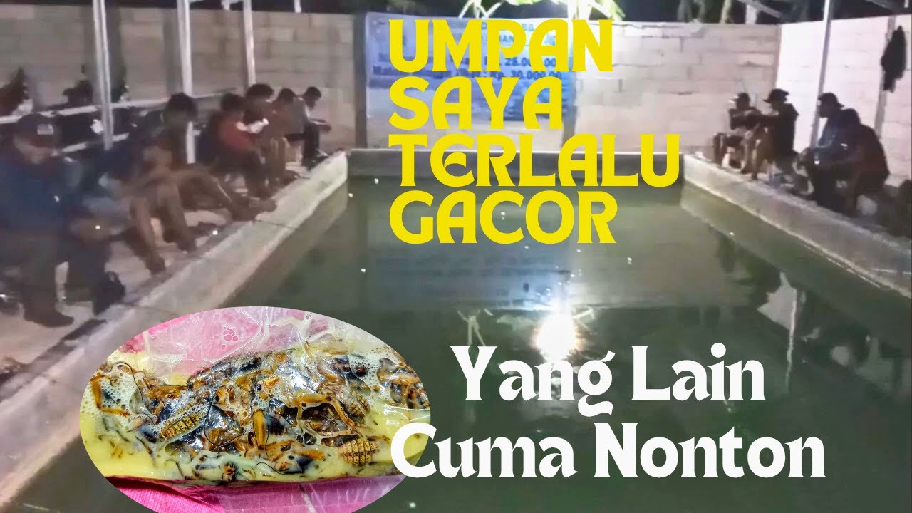Dijamin Ketagihan,Umpan Gacor Lele Harian Dan Lomba