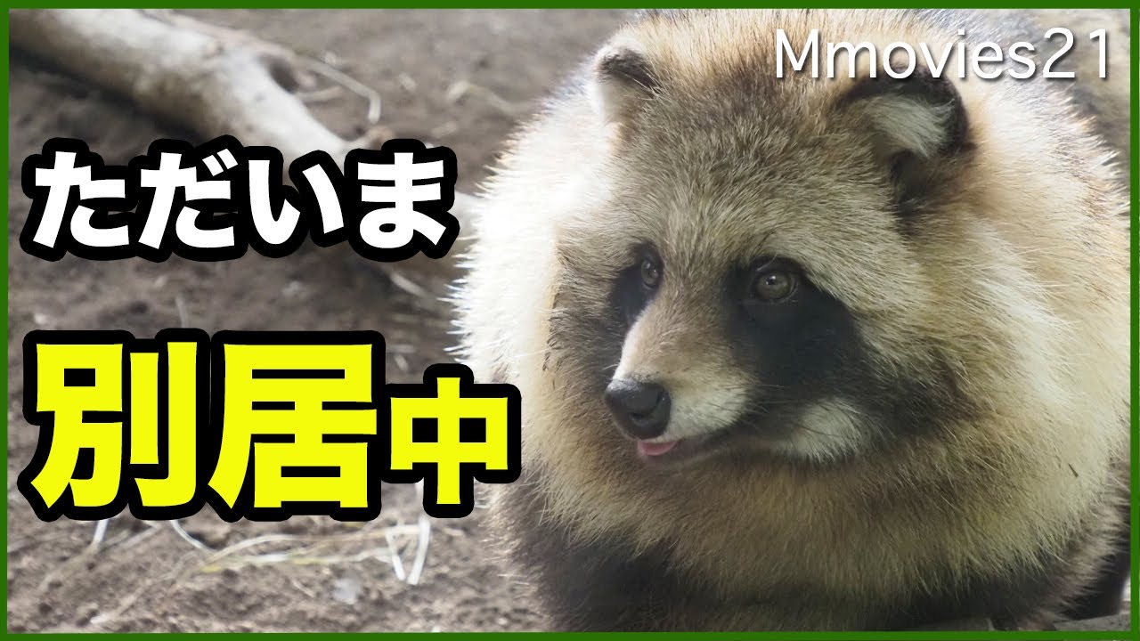 あたふたエゾタヌキくんと作業中の飼育員さん~Raccoon Dog & Keeper