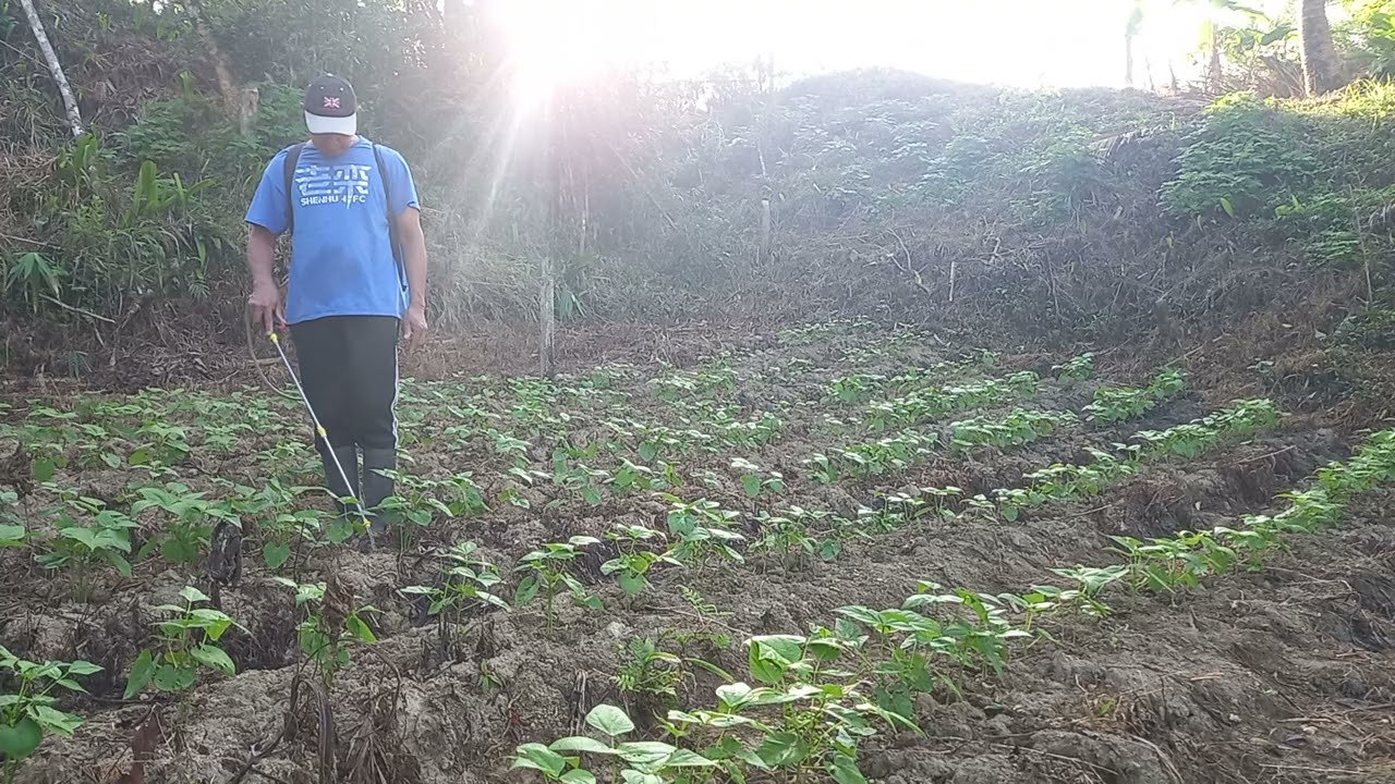 Dilig ng mga tanim na beans