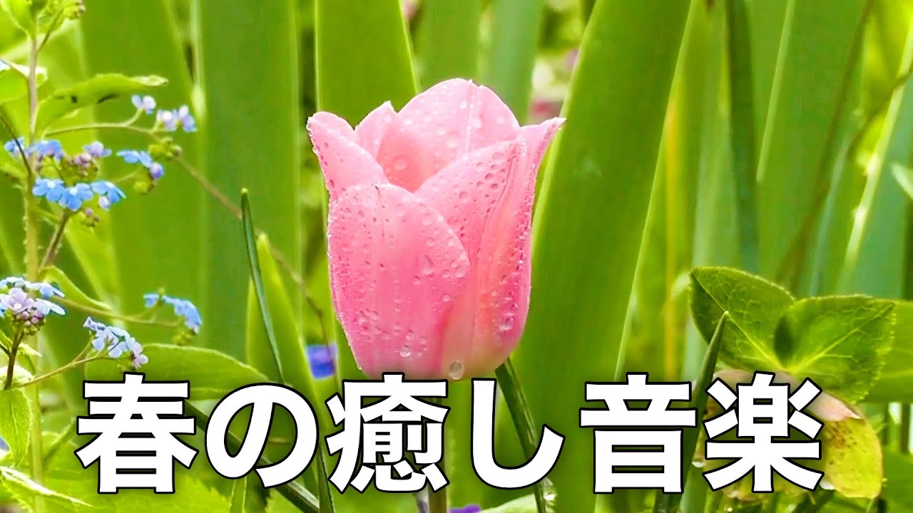 【春の癒しBGM】春を感じて心が落ち着く優しいリラックス音楽、自律神経を整え不安やストレス解消のためのヒーリングミュージック/睡眠用・作業用・勉強用BGM