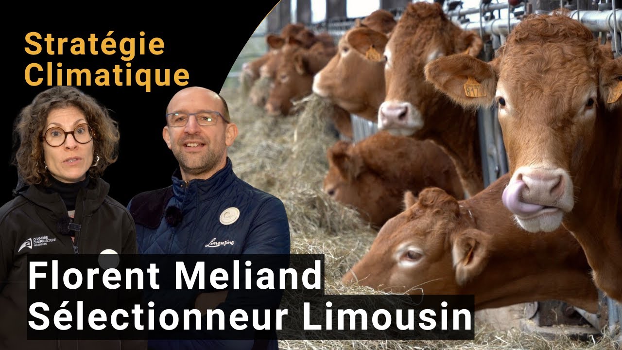 La Stratégie Climatique de Florent Meliand | Éleveur et sélectionneur en race limousine | Farm Demo