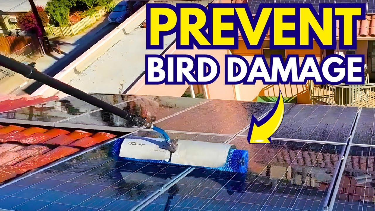This IS HOW TO Keep Birds Away from Solar Panels Expert strategies for bird proofing solar panels