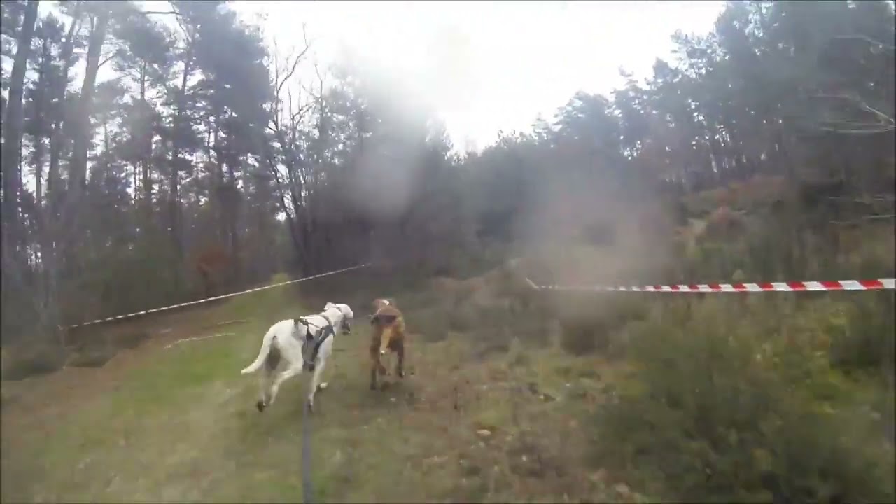 Sled dog Dryland Race D2 Eurohound, Lamotte Beuvron, Zero Xtrm Team