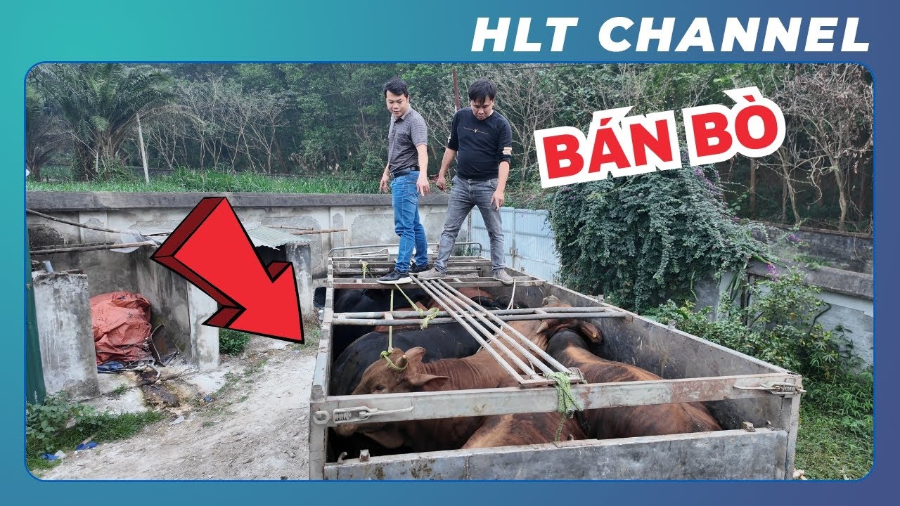 Tuyền Ba Vì Đánh Giá Chất Lượng Bò Của Trại HLT | Bán Nốt Bò Để Ăn Tết Cho Ngon Các Bác Ạ