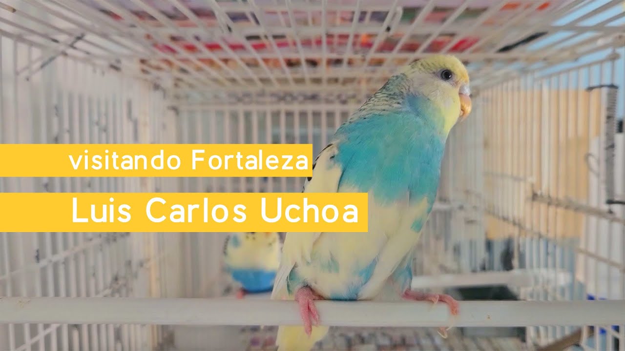 Visitando Fortaleza • Luis Carlos Uchoa, criador de periquitos de cor arco-iris, arlequim e texas
