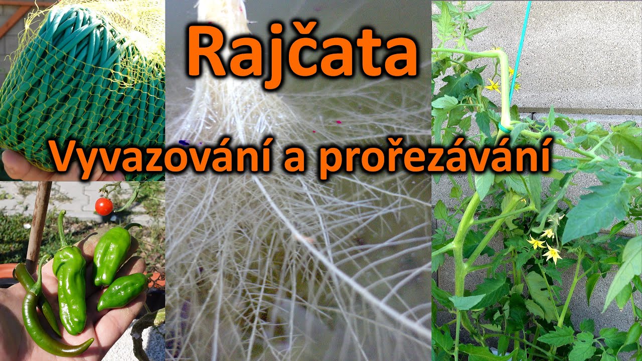 27. Vyvazování a prořezávání rajčat
