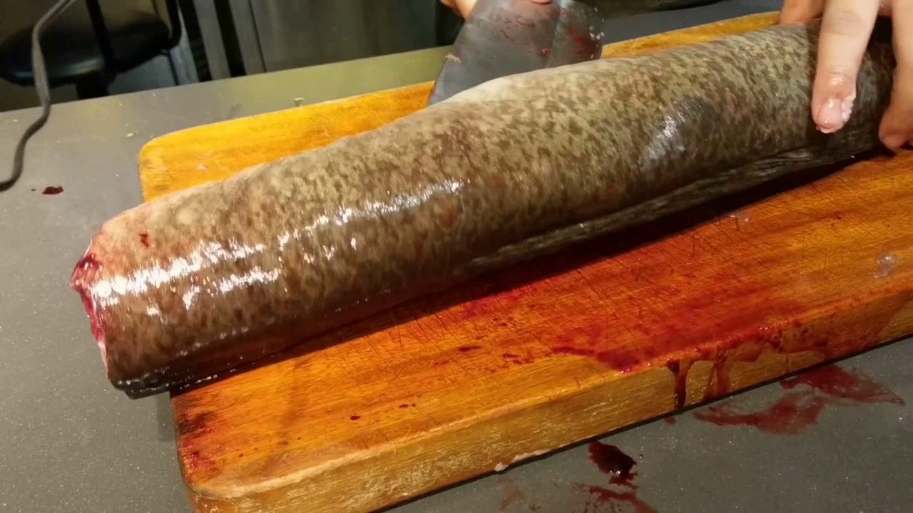 五花肉的廚房-無刺鱸鰻殺魚秘密大公開