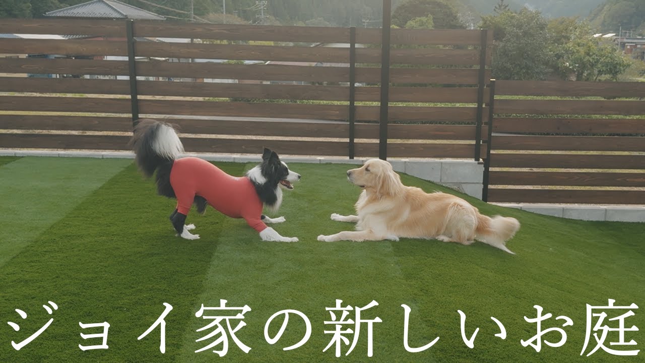 ジョイ家の新しいお庭に遊びに行ったらマックスとまろが…！！【ボーダーコリー】