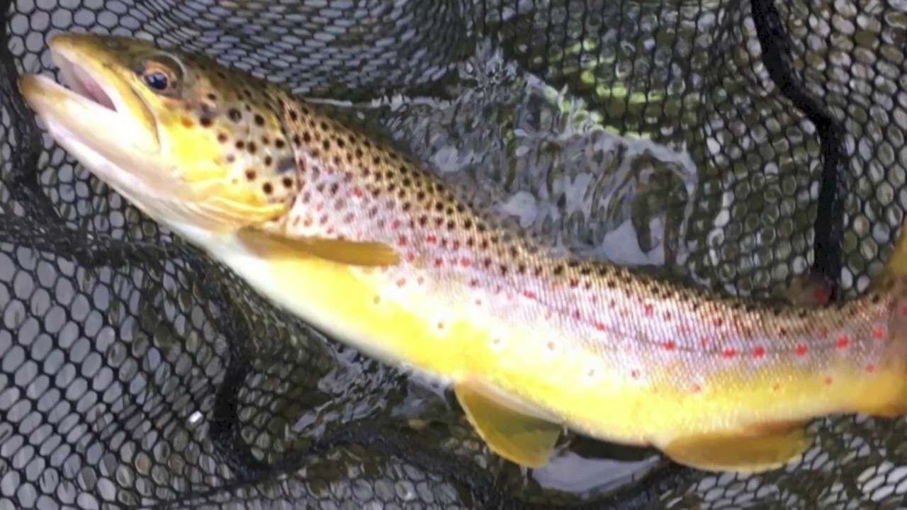 State of the Creek Report (Mill Creek, 2016)