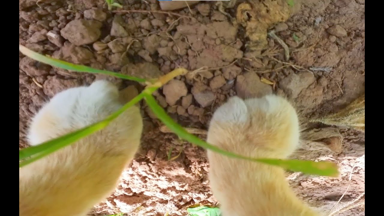 猫：在这个家里除了干农活还得拍视频，真是操碎了心！