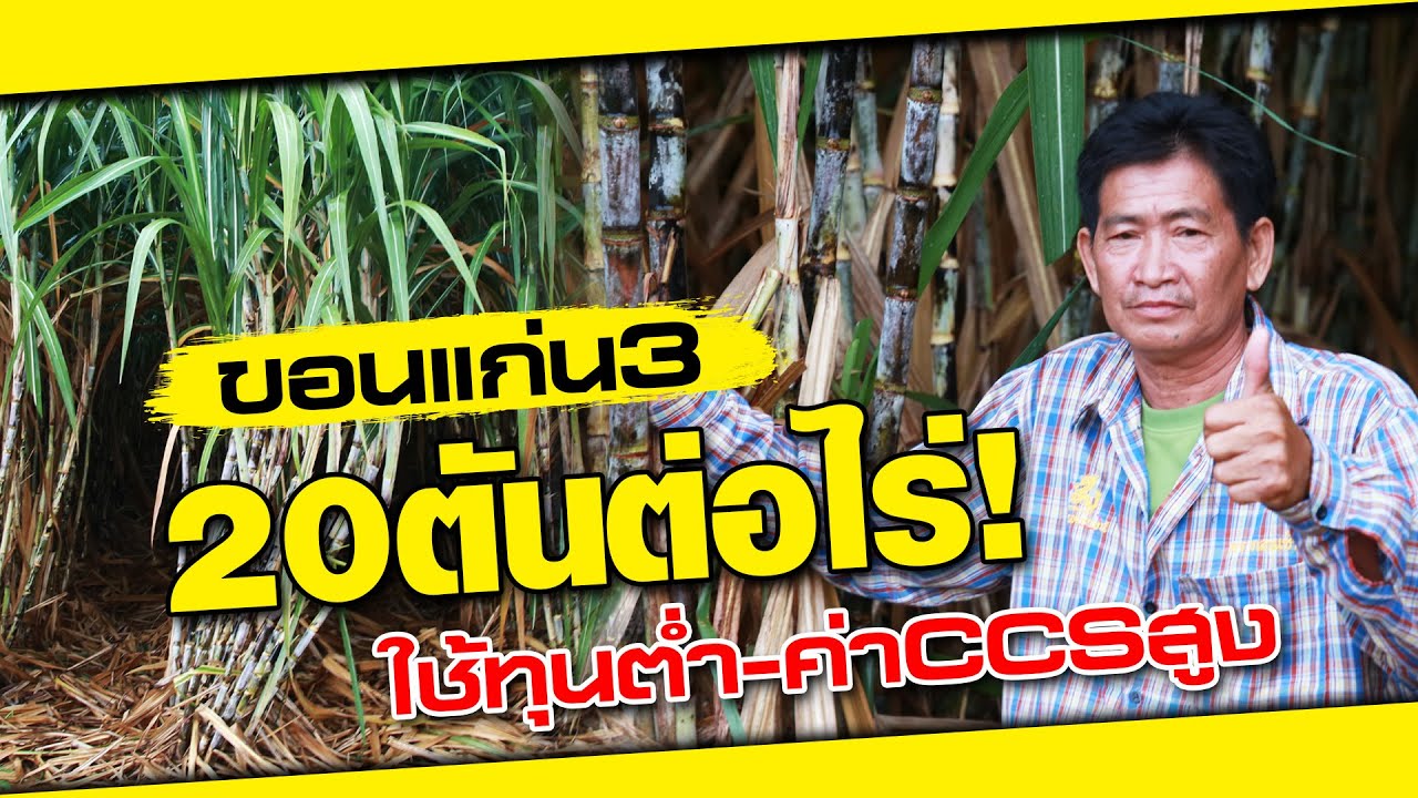 เคล็ดลับ ปลูกอ้อย 1 ไร่ ได้ 20 ตัน | เกษตรรวย