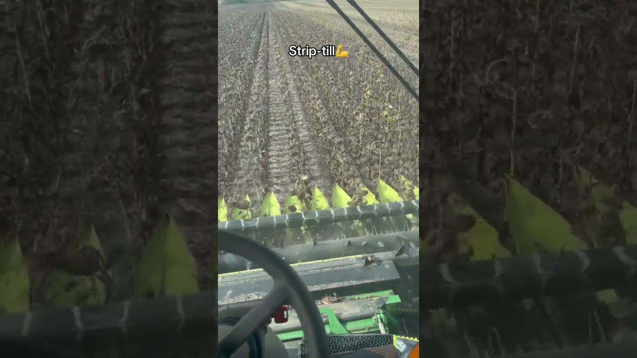 Strip-till соняшник