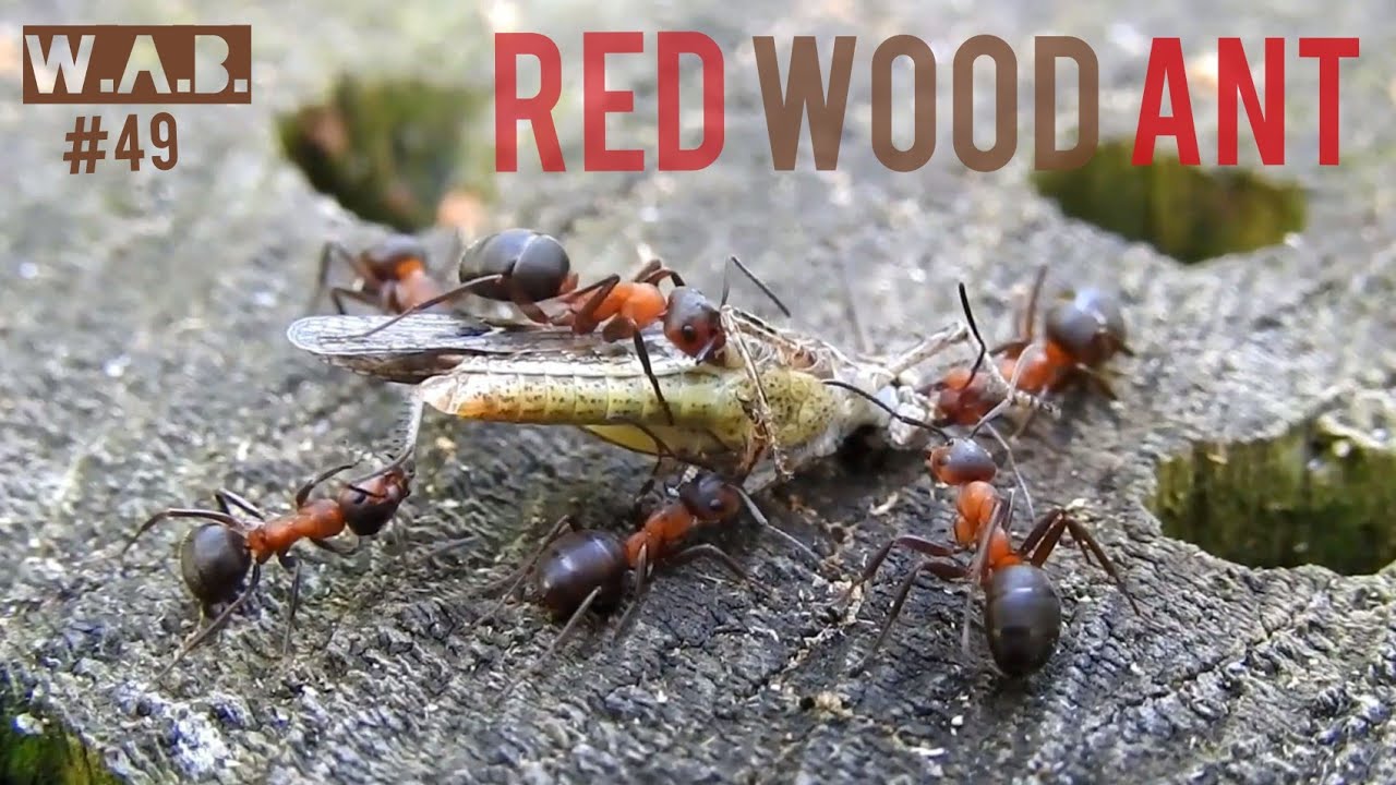 Red wood ANTS killing grasshopper | Petten, The Netherlands | Wild Animal Behaviour #49