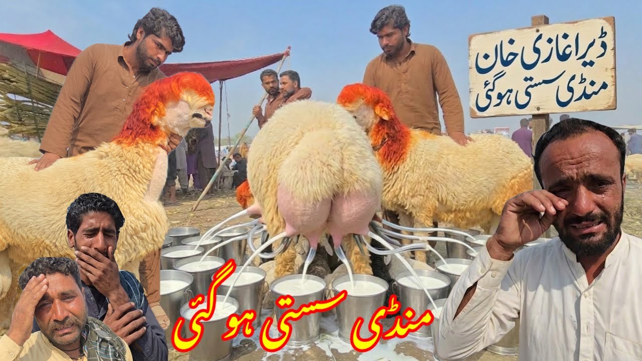 Budh (Wednesday) 11 March 2026 Bakra Mandi Dera Ghazi Khan rate بکرا منڈی ڈیرہ غازی خان مکمل ریٹ