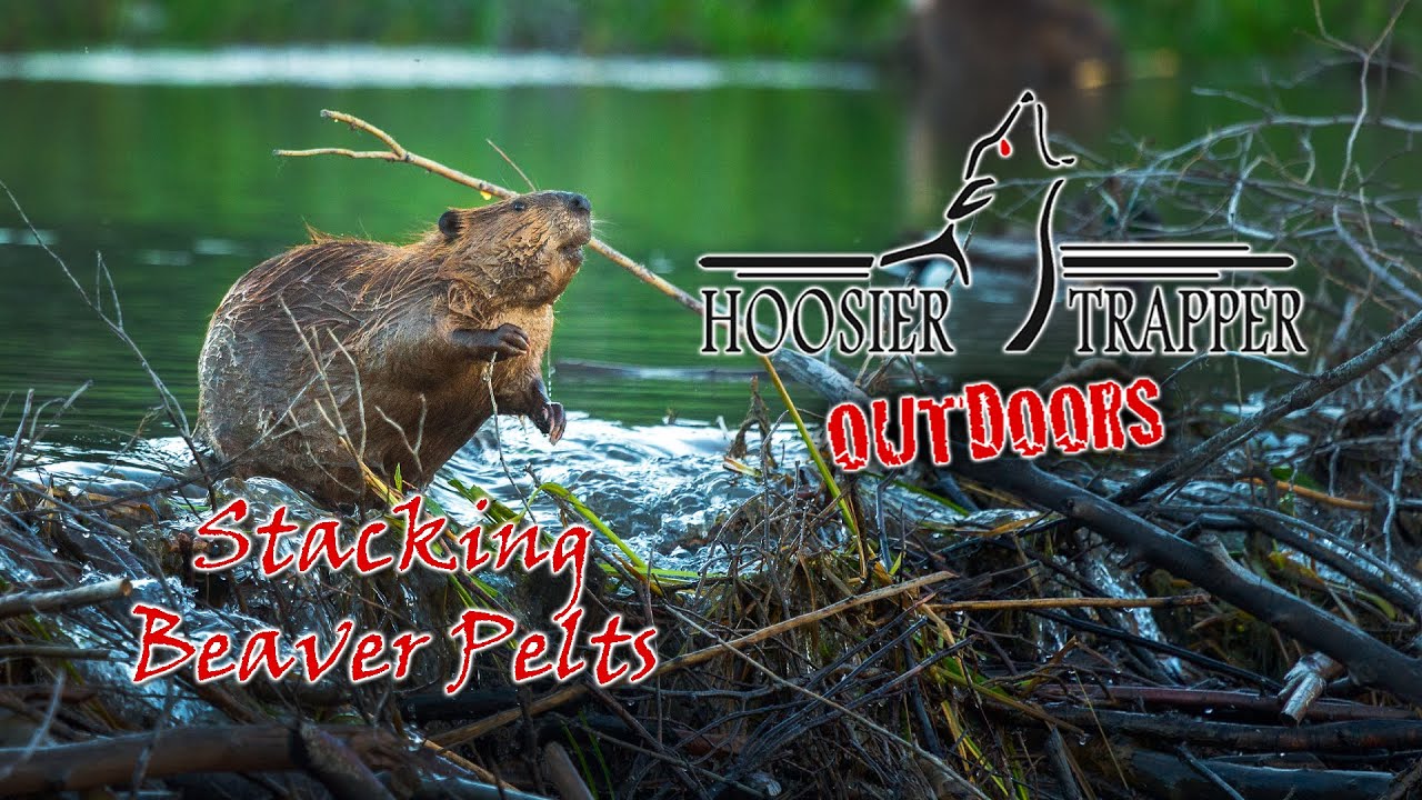 Stacking Beaver Pelts - Ep.11 S.13
