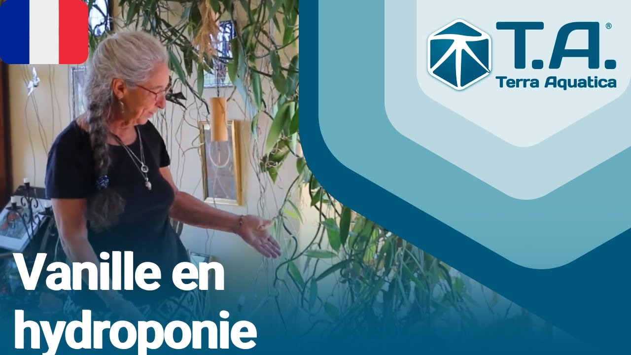 Une vanille dans le salon en culture hydroponique 💦