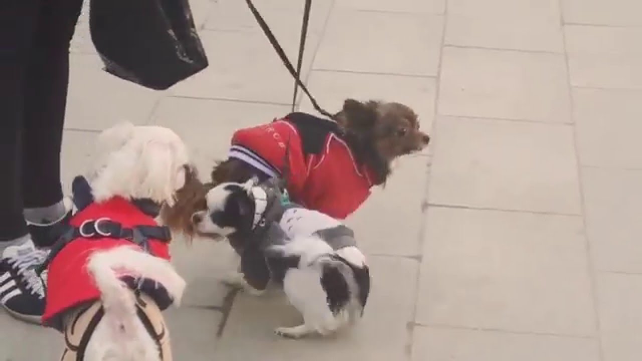 Korean cute dog