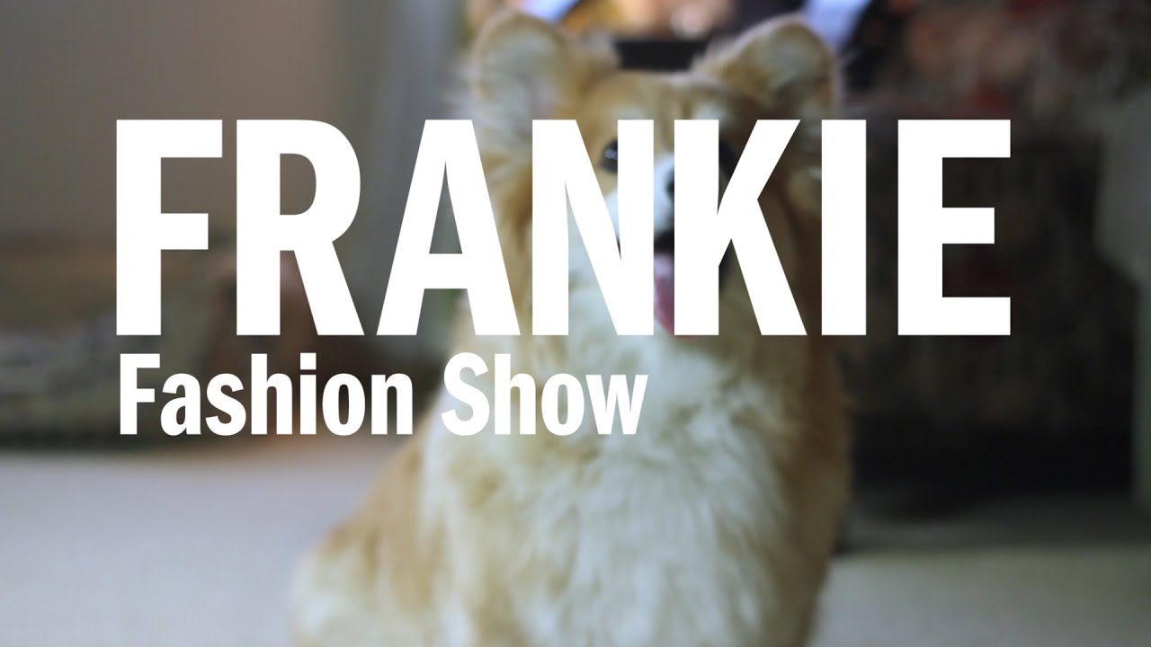 Frankie the Fluffy Corgi Super Cute Fashion Show