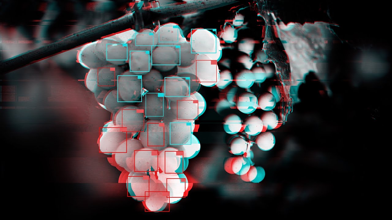 How one vineyard is using AI to improve its winemaking &mdash; In Machines We Trust