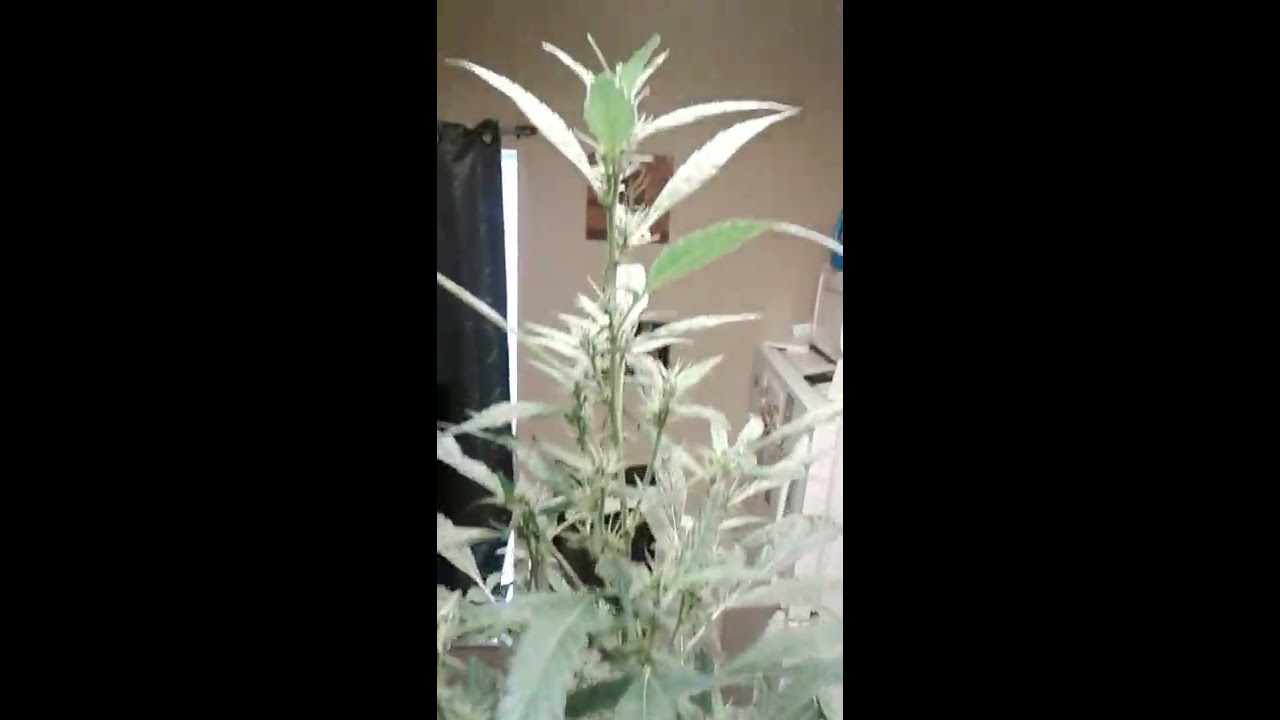 7ft tall budding indoor plant pt3