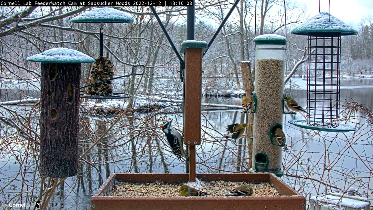 American Goldfinches Flock In Large Numbers To Cornell Feeders  – Dec. 12, 2022