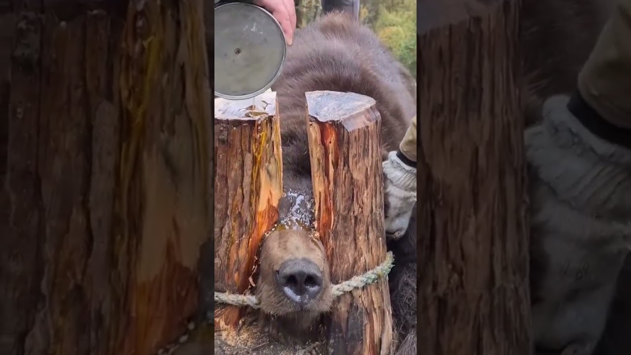 Forest Rescue in Uzbekistan: Bear Freed from a Log Trap