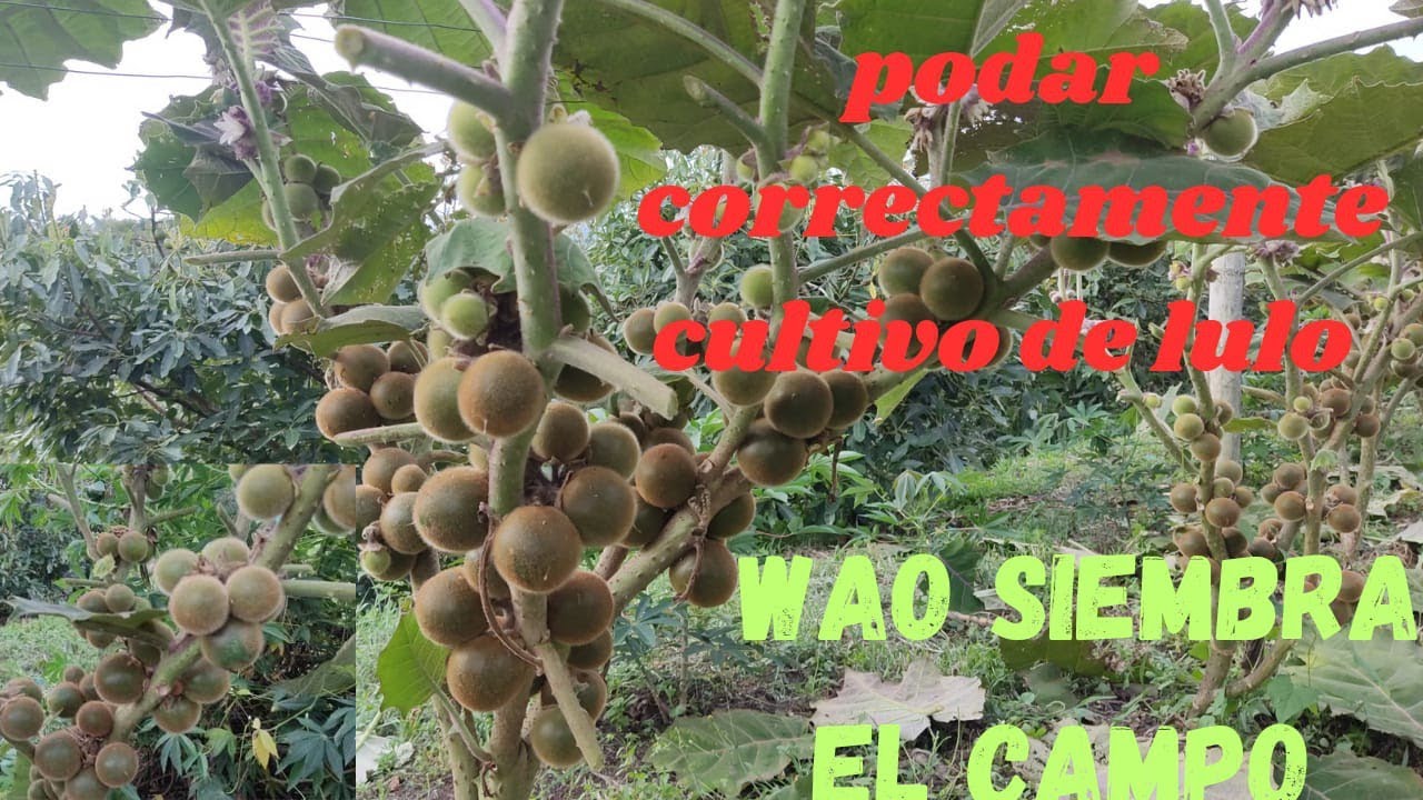 cómo podar correctamente las plantas de Lulo en producción. el campo