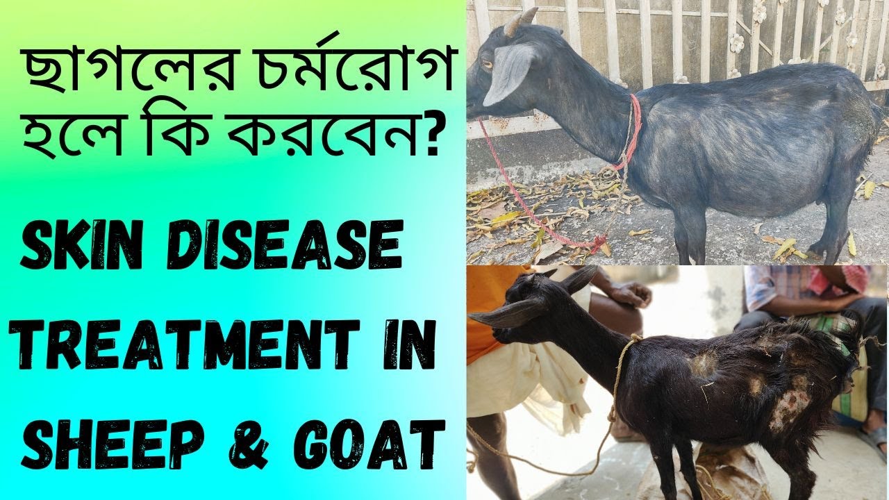 ছাগল ও ভেড়ার চর্মরোগ হলে কি করবেন? Skin Disease in Sheep & Goat। Dermatophytosis treatment in Goat।