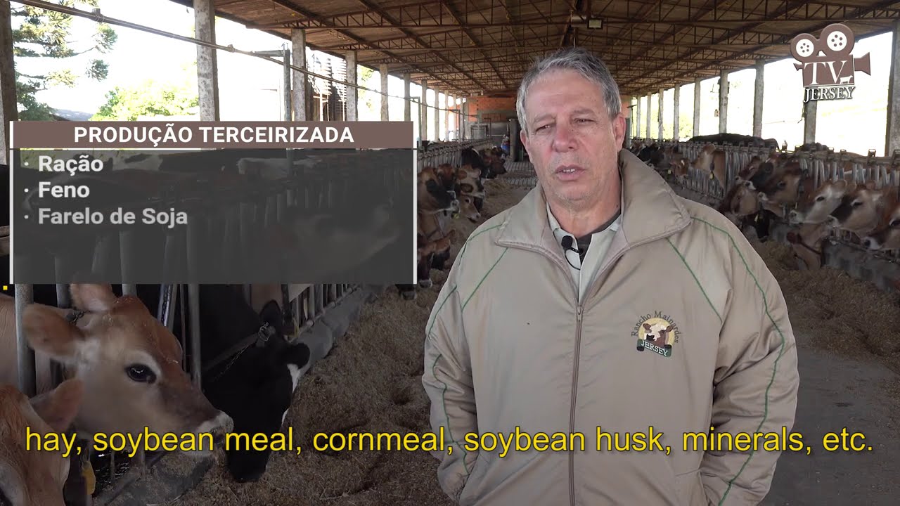 Rancho Mainardes Jersey - Referência brasileira na criação de gado Jersey de qualidade superior