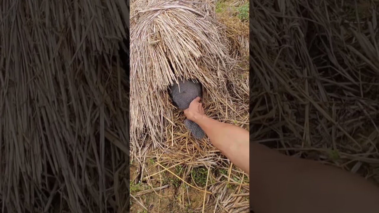 unique and cute animals hiding in dry straw #nature #birds #trending # amazing #animals #wildlife