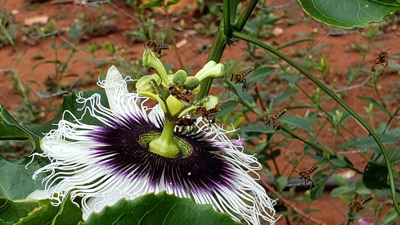 Para o Maracujá não abortar flores.