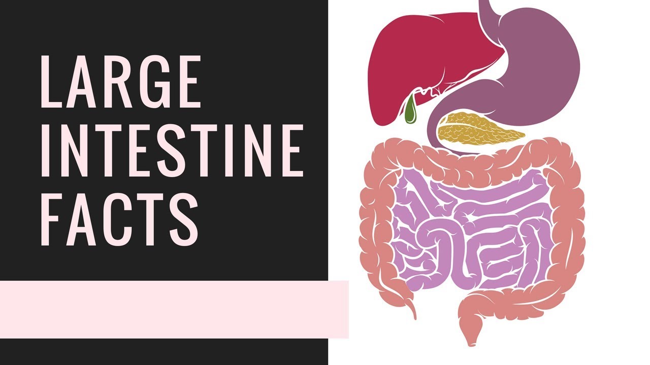 Why do we need our large intestine?