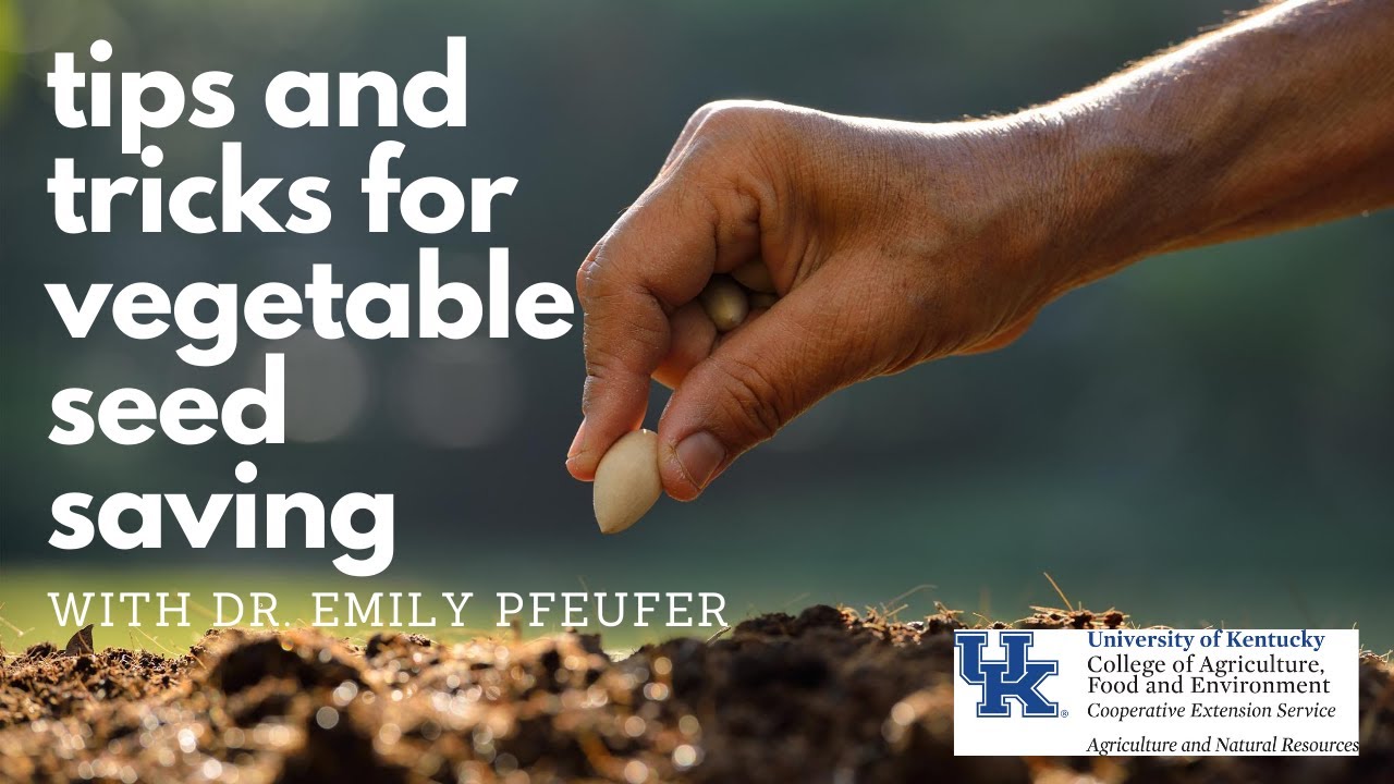 Tips and Tricks for Vegetable Seed Saving