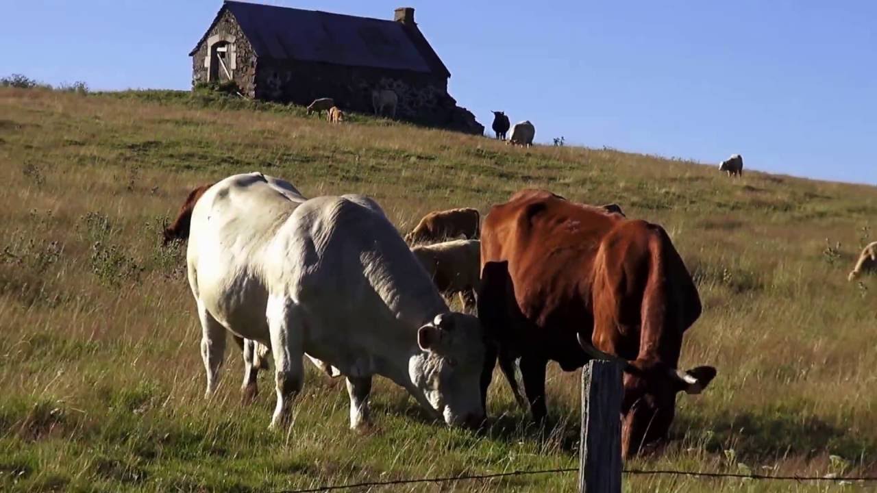 Le massif du cézallier