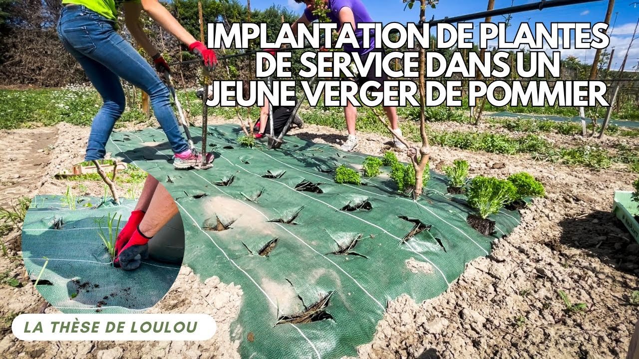 #6 - Implantation de plantes de service dans un jeune verger de pommier