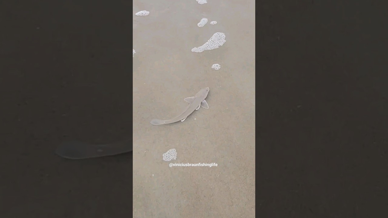 &Eacute; assim que a betara/papaterra nada #pesca
