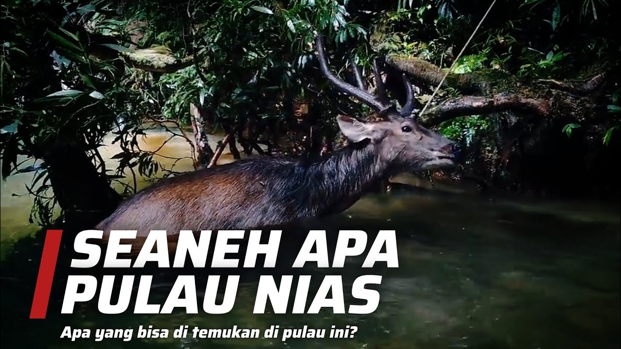Harta Karun Tersembunyi di Pulau Yang Terisolasi Waktu: Pulau Nias!