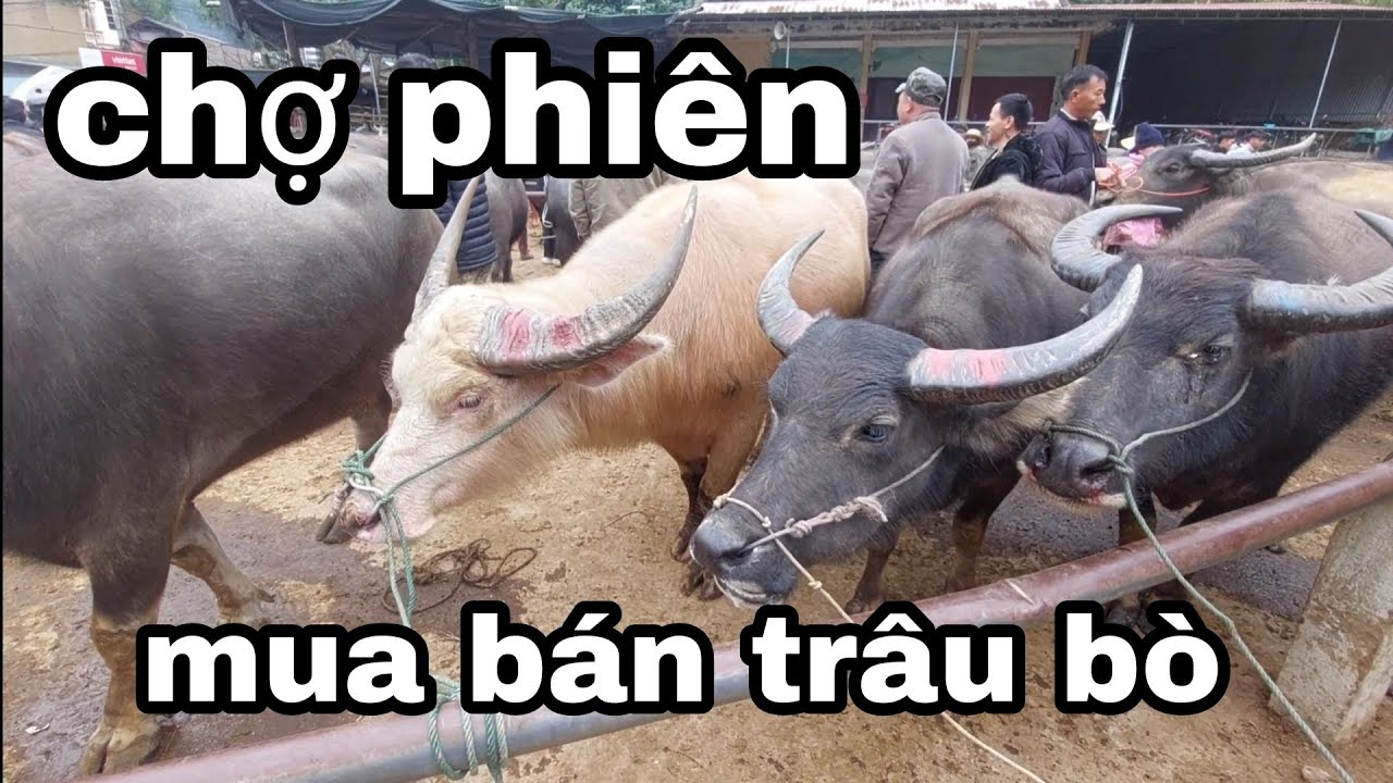 Chợ phiên mua bán trâu bò, xã nghiên loan, tỉnh Thái Nguyên 