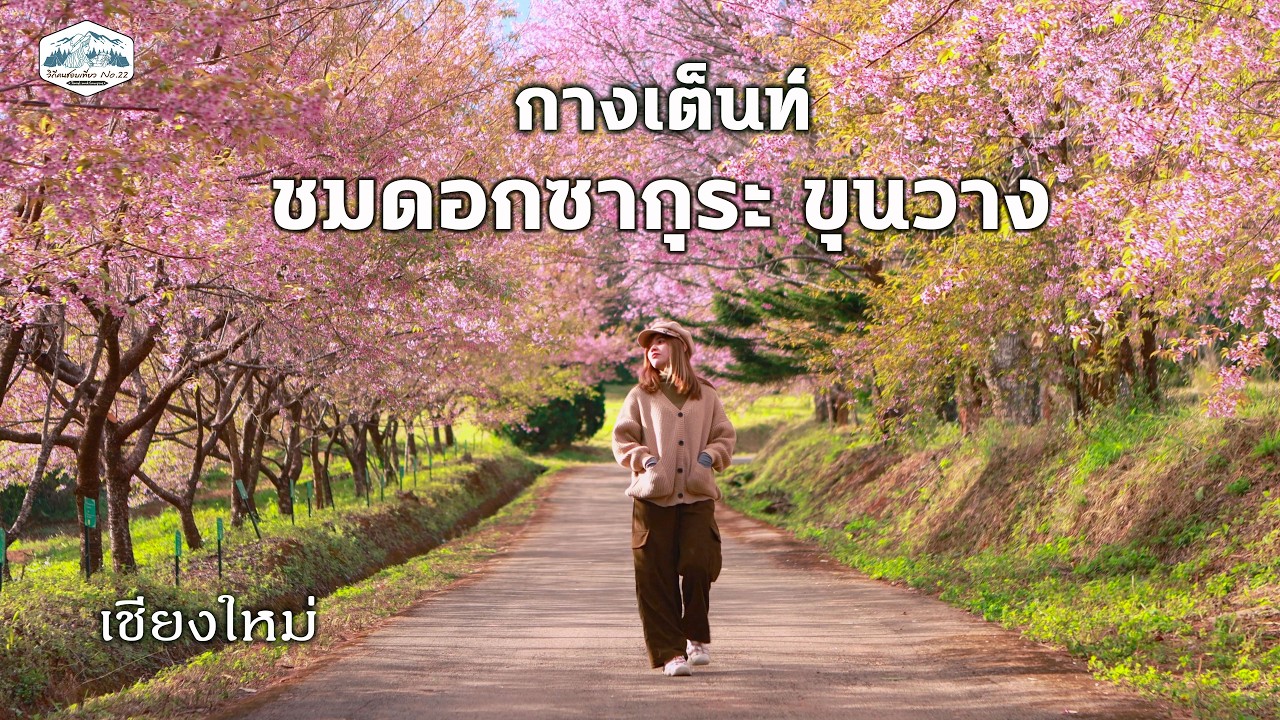 กางเต็นท์ชมดอกซากุระสีชมพู บานสะพรั่ง กลางหุบเขา  l ศูนย์วิจัยเกษตรหลวงเชียงใหม่ ขุนวาง EP.63