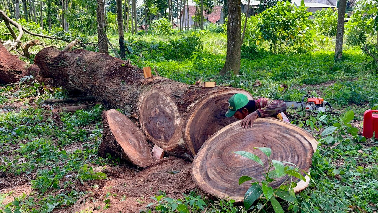 The surprising discovery of an ancient rain tree branch, similar to rosewood