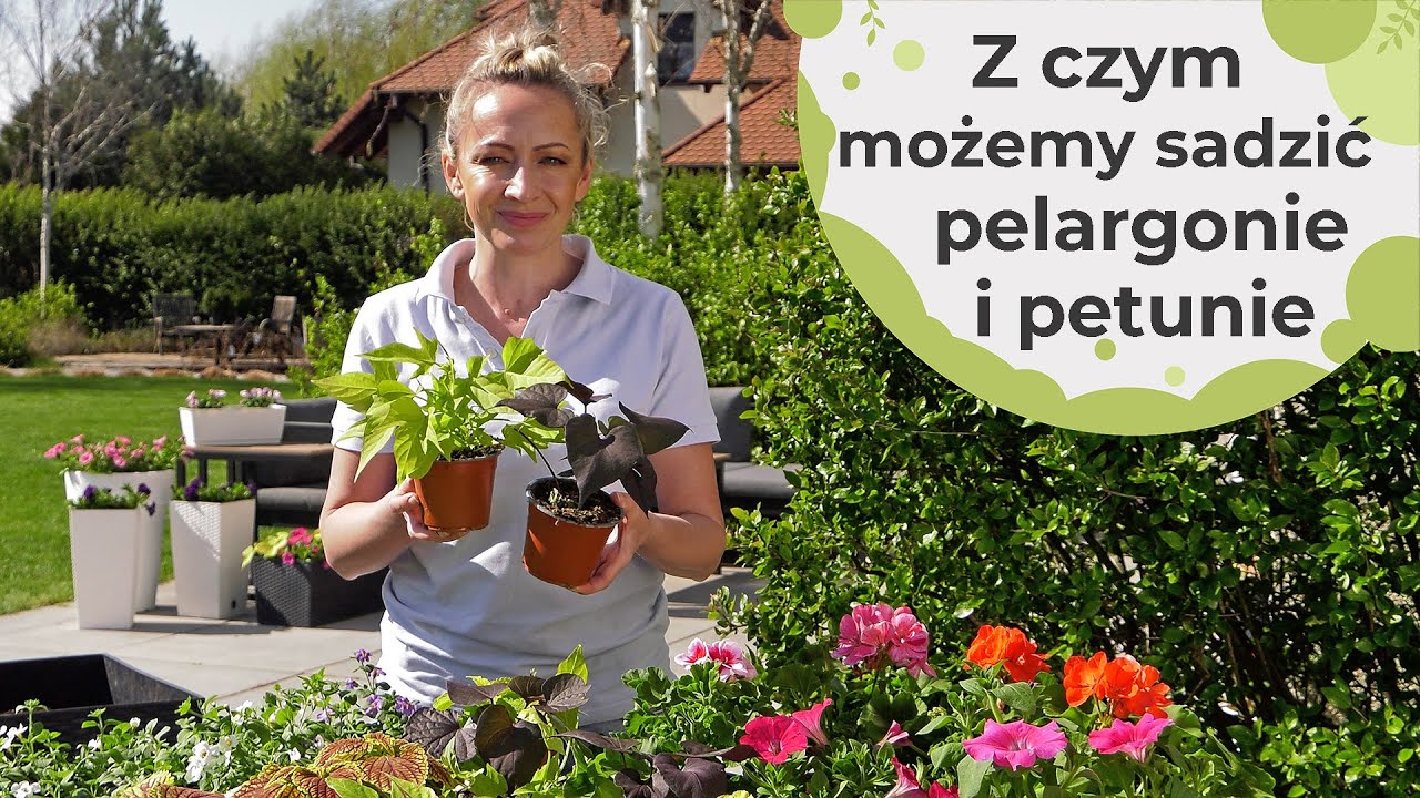 Z jakimi roślinami możemy sadzić pelargonie i petunie? Ipomea, bacopa, sutera...