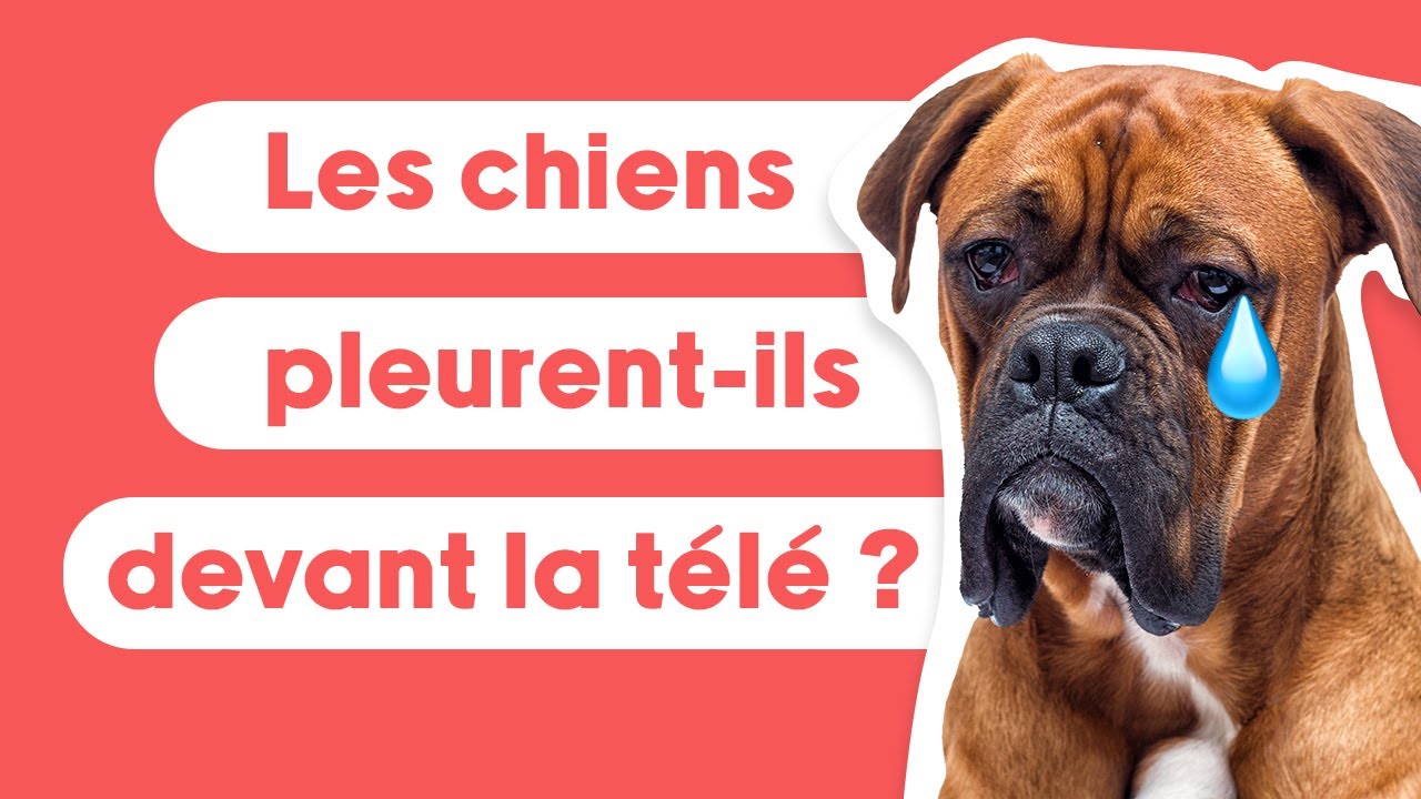 Les chiens pleurent-ils devant la télé ?