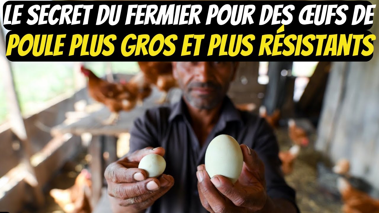 Le secret du fermier pour des œufs de poule plus gros et plus résistants