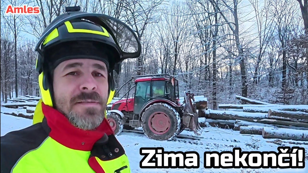 Последний крик зимы? – рубка дубов в свежем снеге