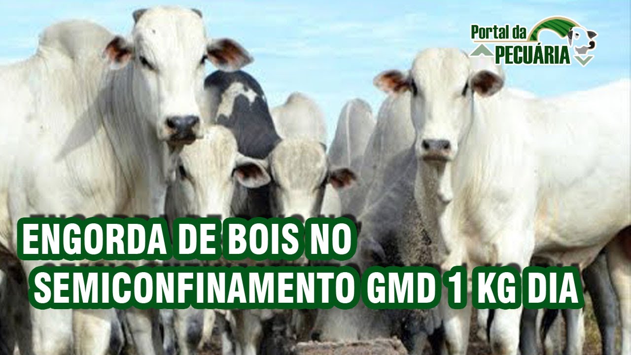 Engorda de bois no semiconfinamento GMD 1 kg dia.