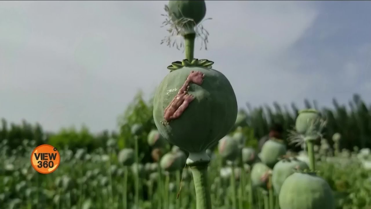 Cultivation of opium poppies in Afghanistan increased by 32% | VOA URDU