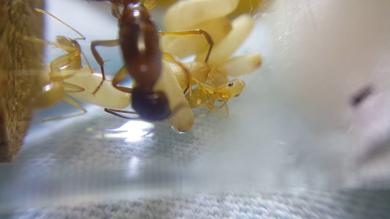Camponotus baldaccii- 1'st workers