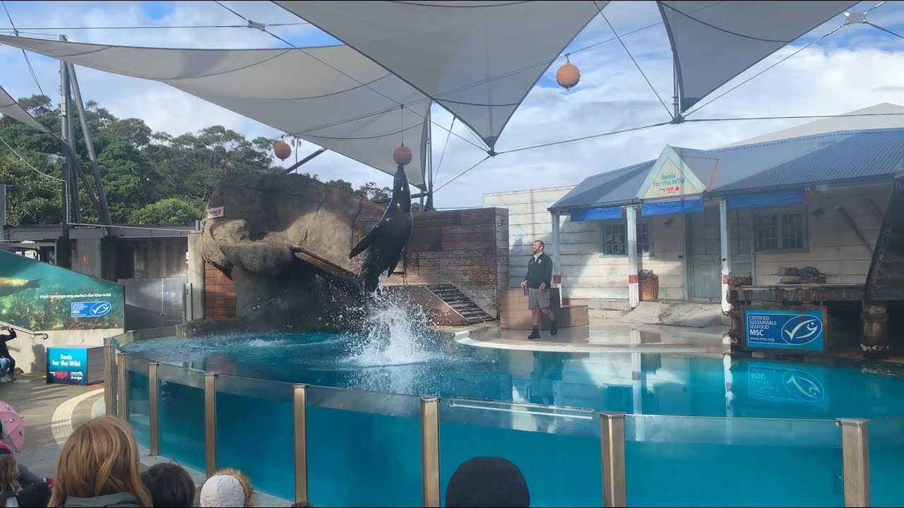 Taronga Zoo Seal Show During COVID Restrictions