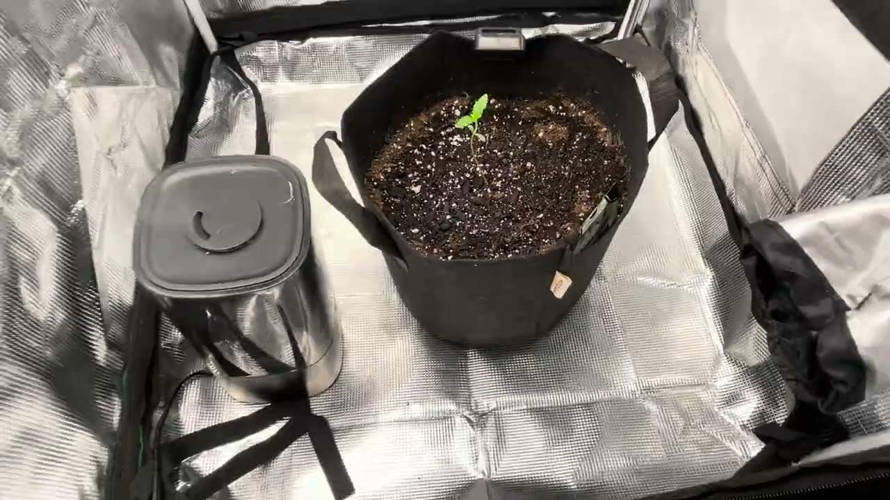 FROSTBANGER AUTO, 420 fast buds.New 2x2 grow series week 2.#amazon #indoorgrowing #plants #2x2 #ice