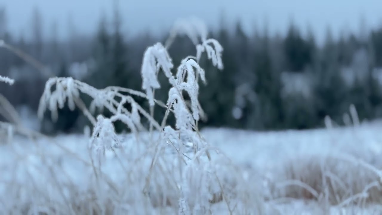 Klukknahringing við upphaf messu í Skálholtsdómkirkju